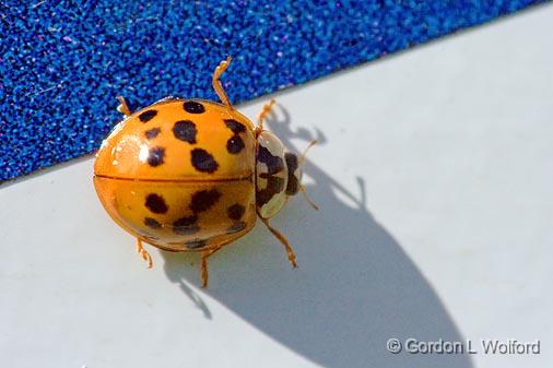 Asian Lady Beetle_51835.jpg - Photographed near Carleton Place, Ontario, Canada.